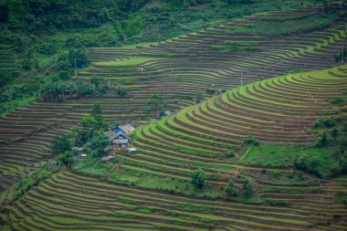 Kuzeybatı Vietnam 'ın engebeli dağlarındaki güzel pirinç tarlaları..