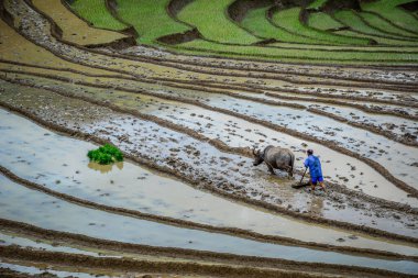 Kuzeybatı Vietnam 'da Sapa kasabasında pirinç tarlası süren bir çiftçi ve onun su bufalosu..