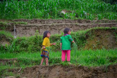 Sapa, Vietnam - 30 Mayıs 2016. Kuzeybatı Vietnam 'daki Sapa kasabasındaki teraslı pirinç tarlalarında oynayan etnik azınlıktan çocuklar..