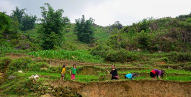 Sapa, Vietnam - 30 Mayıs 2016. Kuzeybatı Vietnam 'daki Sapa kasabasındaki teraslı pirinç tarlalarında oynayan etnik azınlıktan çocuklar..