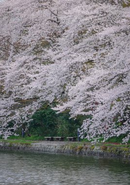 Nisan ayı başlarında Japonya 'nın Kanazawa kentinde şeftali çiçeklerinin (sakura) açtığı bahar manzarası.