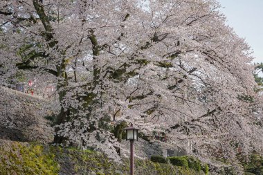 Nisan ayı başlarında Japonya 'nın Kanazawa kentinde şeftali çiçeklerinin (sakura) açtığı bahar manzarası.