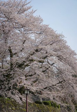 Nisan ayı başlarında Japonya 'nın Kanazawa kentinde şeftali çiçeklerinin (sakura) açtığı bahar manzarası.