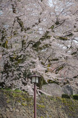 Nisan ayı başlarında Japonya 'nın Kanazawa kentinde şeftali çiçeklerinin (sakura) açtığı bahar manzarası.