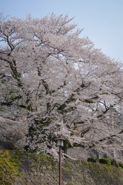 Nisan ayı başlarında Japonya 'nın Kanazawa kentinde şeftali çiçeklerinin (sakura) açtığı bahar manzarası.
