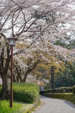 Kanazawa, Japonya - 12 Nisan 2025. Japon Kanazawa 'nın göbeğinde kiraz çiçeklerinin açmasını seyrederken şehir atmosferinin tadını çıkarıyorlar..