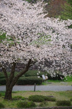 Nisan ayı başlarında Japonya 'nın Kanazawa kentinde şeftali çiçeklerinin (sakura) açtığı bahar manzarası.