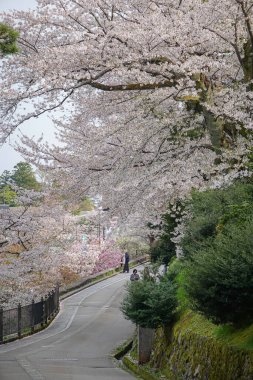 Kanazawa, Japonya - 12 Nisan 2025. Japon Kanazawa 'nın göbeğinde kiraz çiçeklerinin açmasını seyrederken şehir atmosferinin tadını çıkarıyorlar..