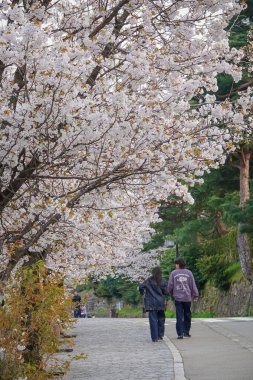 Kanazawa, Japonya - 12 Nisan 2025. Japon Kanazawa 'nın göbeğinde kiraz çiçeklerinin açmasını seyrederken şehir atmosferinin tadını çıkarıyorlar..