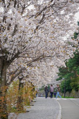Kanazawa, Japonya - 12 Nisan 2025. Japon Kanazawa 'nın göbeğinde kiraz çiçeklerinin açmasını seyrederken şehir atmosferinin tadını çıkarıyorlar..