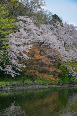 Japonya, Kanazawa 'da, nehrin üzerinde çiçek açan kiraz çiçekleri manzaralı bir bahar seyahati mekanı oluşturur..
