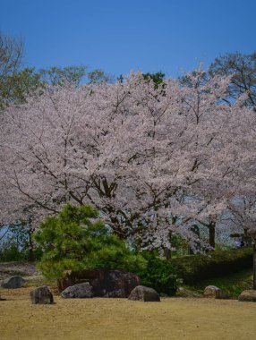 Nisan ayı başlarında Japonya 'nın Kanazawa kentinde şeftali çiçeklerinin (sakura) açtığı bahar manzarası.