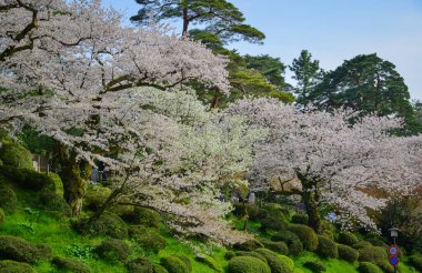 Nisan ayı başlarında Japonya 'nın Kanazawa kentinde şeftali çiçeklerinin (sakura) açtığı bahar manzarası.