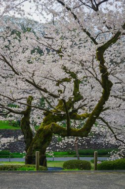 Nisan ayı başlarında Japonya 'nın Kanazawa kentinde şeftali çiçeklerinin (sakura) açtığı bahar manzarası.