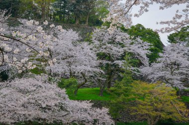 Nisan ayı başlarında Japonya 'nın Kanazawa kentinde şeftali çiçeklerinin (sakura) açtığı bahar manzarası.