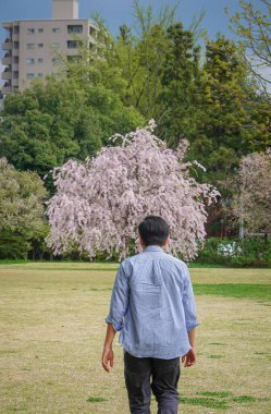 Kajo Park, Yamagata Şatosu, Japonya 'daki güzel kiraz ağaçlarının tadını çıkaran bir adam..