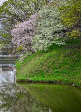 Japonya 'nın Yamagata şehrinde geleneksel bir hanami mekanı olan Kajo Park' ta kiraz çiçekleri açıyor..