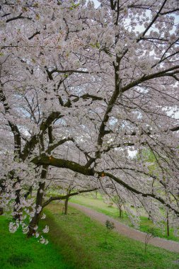 Japonya 'nın Yamagata şehrinde geleneksel bir hanami mekanı olan Kajo Park' ta kiraz çiçekleri açıyor..