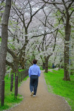 Bir adam Kajo Park, Yamagata Şatosu, Japonya 'daki kiraz çiçekleri ormanında geziniyor..