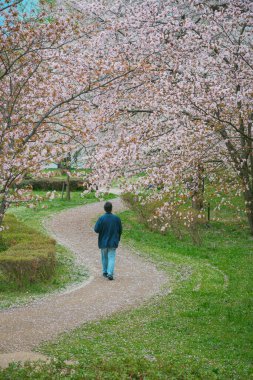 Bir adam Kajo Park, Yamagata Şatosu, Japonya 'daki kiraz çiçekleri ormanında geziniyor..