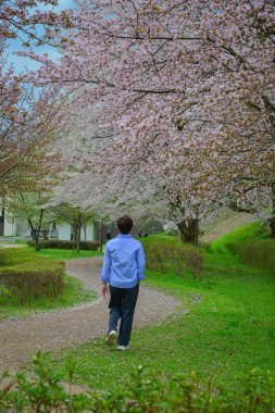 Bir adam Kajo Park, Yamagata Şatosu, Japonya 'daki kiraz çiçekleri ormanında geziniyor..