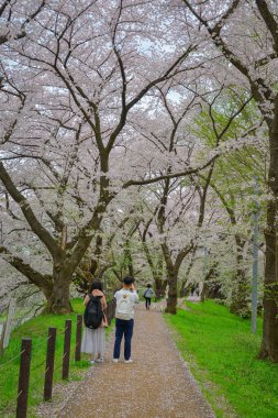 Yamagata, Japonya - 20 Nisan 2025. İnsanlar Kajo Park, Yamagata Şatosu, Japonya 'da kiraz çiçeklerinin büyüleyici manzarasına hayran..