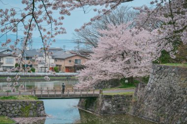 Japonya 'nın Yamagata şehrinde geleneksel bir hanami mekanı olan Kajo Park' ta kiraz çiçekleri açıyor..