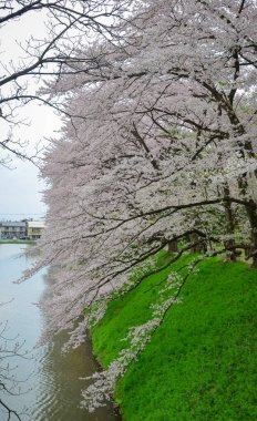 Japonya 'nın Yamagata kentinde ünlü bir bahar manzarası olan Kajo Parkı' nda kiraz çiçekleri açıyor..