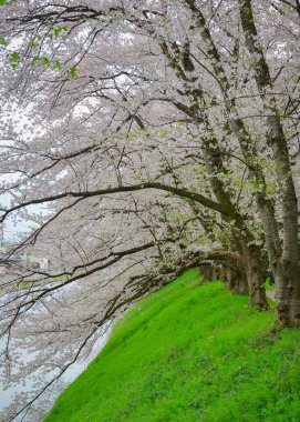 Japonya 'nın Yamagata şehrinde geleneksel bir hanami mekanı olan Kajo Park' ta kiraz çiçekleri açıyor..