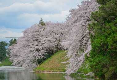 Japonya 'nın Yamagata kentinde ünlü bir bahar manzarası olan Kajo Parkı' nda kiraz çiçekleri açıyor..