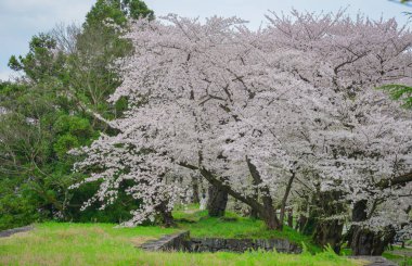 Japonya 'nın Yamagata kentinde ünlü bir bahar manzarası olan Kajo Parkı' nda kiraz çiçekleri açıyor..