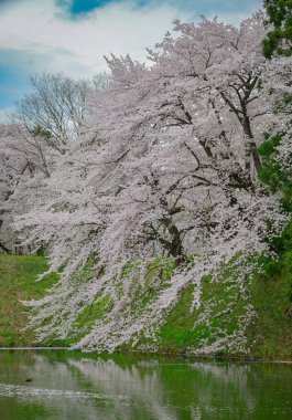 Japonya 'nın Yamagata kentinde ünlü bir bahar manzarası olan Kajo Parkı' nda kiraz çiçekleri açıyor..