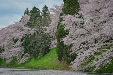 Japonya 'nın Yamagata kentinde ünlü bir bahar manzarası olan Kajo Parkı' nda kiraz çiçekleri açıyor..
