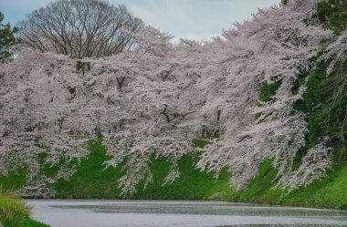 Japonya 'nın Yamagata kentinde ünlü bir bahar manzarası olan Kajo Parkı' nda kiraz çiçekleri açıyor..
