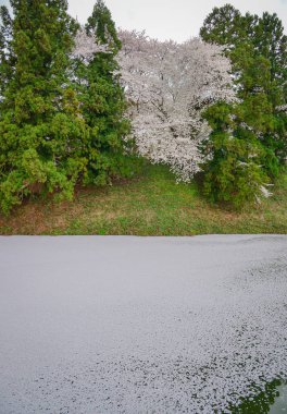 Japonya 'nın Yamagata şehrinde tarihi bir şehir parkı ve popüler bir hanami noktası olan Kajo Park' ta bahar çiçekleri açmaktadır..