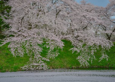 Japonya 'nın Yamagata şehrinde tarihi bir şehir parkı ve popüler bir hanami noktası olan Kajo Park' ta bahar çiçekleri açmaktadır..