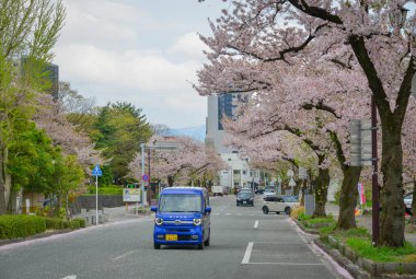 Yamagata, Japonya - 20 Nisan 2025. Japonya 'nın Yamagata Şatosu' ndaki Kajo Park 'ın dışında kiraz çiçekleri olan sokaklar.