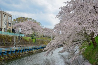 Japonya 'nın Yamagata şehrinde tarihi bir şehir parkı ve popüler bir hanami noktası olan Kajo Park' ta bahar çiçekleri açmaktadır..