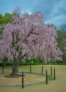 Japonya 'nın Yamagata kentinde popüler bir gezi merkezi olan Kajo Park' ta güzel bir bahar manzarası..