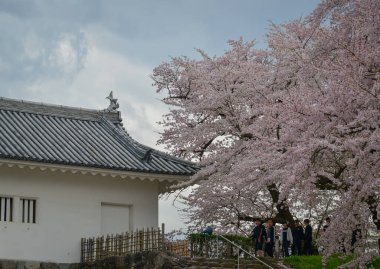 Yamagata, Japonya - 20 Nisan 2025. İnsanlar Kajo Park, Yamagata Şatosu, Japonya 'da kiraz çiçeklerinin büyüleyici manzarasına hayran..