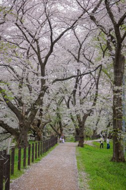 Japonya 'nın Yamagata şehrinde tarihi bir şehir parkı ve popüler bir hanami noktası olan Kajo Park' ta bahar çiçekleri açmaktadır..