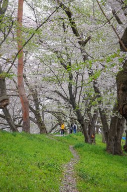Japonya 'nın Yamagata kentinde ünlü bir bahar manzarası olan Kajo Parkı' nda kiraz çiçekleri açıyor..
