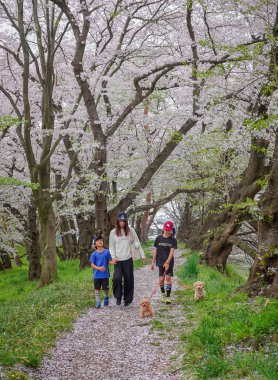 Yamagata, Japonya - 20 Nisan 2025. İnsanlar Kajo Park, Yamagata Şatosu, Japonya 'da kiraz çiçeklerinin büyüleyici manzarasına hayran..