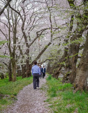 Yamagata, Japonya - 20 Nisan 2025. İnsanlar Kajo Park, Yamagata Şatosu, Japonya 'da kiraz çiçeklerinin büyüleyici manzarasına hayran..