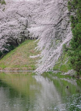 Japonya 'nın Yamagata şehrinde geleneksel bir hanami mekanı olan Kajo Park' ta kiraz çiçekleri açıyor..