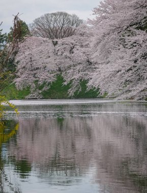 Japonya 'nın Yamagata şehrinde tarihi bir şehir parkı ve popüler bir hanami noktası olan Kajo Park' ta bahar çiçekleri açmaktadır..