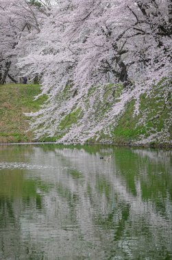 Japonya 'nın Yamagata şehrinde tarihi bir şehir parkı ve popüler bir hanami noktası olan Kajo Park' ta bahar çiçekleri açmaktadır..