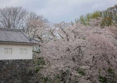 Japonya 'nın Yamagata kentinde popüler bir gezi merkezi olan Kajo Park' ta güzel bir bahar manzarası..
