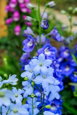 Bahar bahçesinde açan çiçekler taze ve renkli mevsimsel bir manzara yaratır..