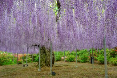 Nisan ayında Japonya 'nın Ashikaga kentindeki bir bahar bahçesinde çiçek açan mor salkımlar mevsimlik bir çiçek manzarası oluşturur..